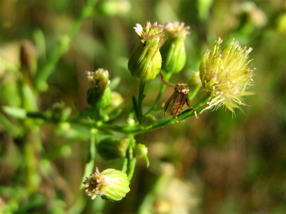 Kanadisches Berufkraut (Erigeron canadensis) in der Schwetzinger Hardt - an der Bahnstrecke Mannheim-Karlsruhe findet sich ein kleines Sandmagerrasen-Biotop mit typischer Binnendünen-Vegetation