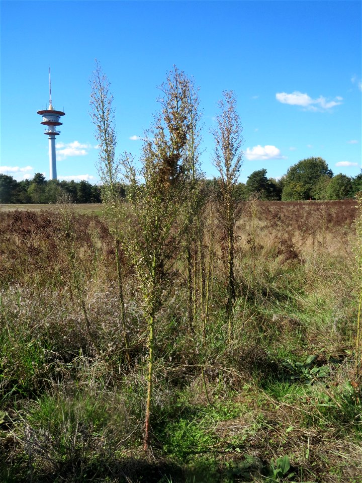 Kanadisches Berufkraut (Conyza canadensis) im Naturschutzgebiet Gewann Frankreich-Wiesental