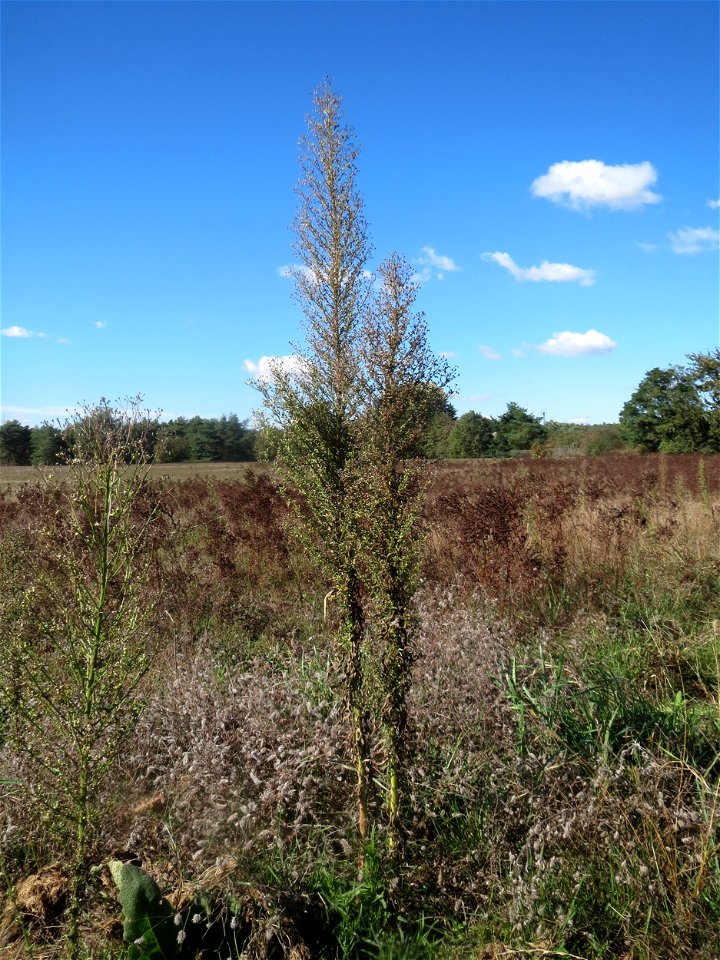 Kanadisches Berufkraut (Conyza canadensis) im Naturschutzgebiet Gewann Frankreich-Wiesental