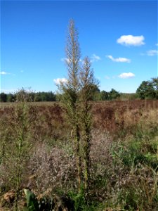Kanadisches Berufkraut (Conyza canadensis) im Naturschutzgebiet Gewann Frankreich-Wiesental