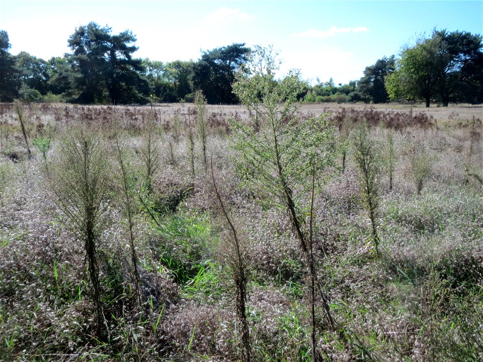 Kanadisches Berufkraut (Conyza canadensis) im Naturschutzgebiet Gewann Frankreich-Wiesental