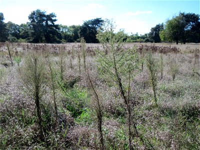 Kanadisches Berufkraut (Conyza canadensis) im Naturschutzgebiet Gewann Frankreich-Wiesental