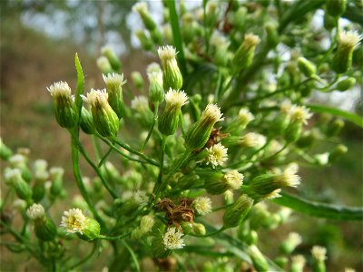 Kanadisches Berufkraut (Erigeron canadensis) in Hockenheim