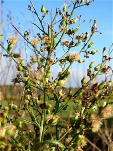 Kanadische Berufkraut (Erigeron canadensis) bei Reilingen