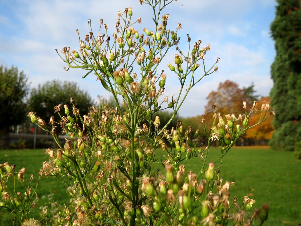 Kanadisches Berufkraut (Conyza canadensis) am Staden in Saarbrücken - nach der Fällung einer Trauerbuche hat sich hier eine kleine Ruderalfläche ausgebildet