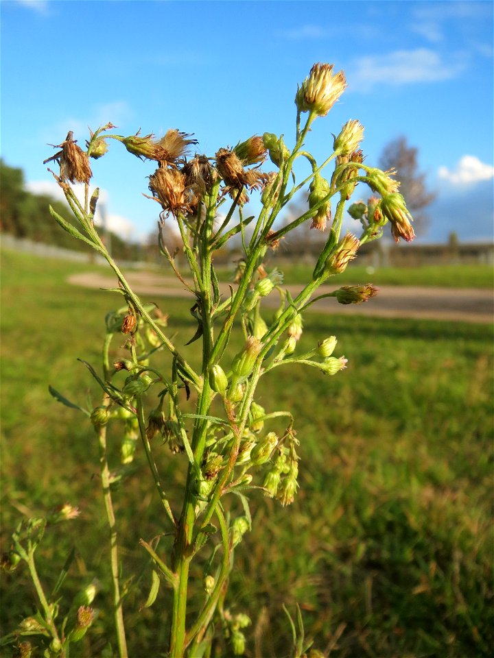 Kanadisches Berufkraut (Erigeron canadensis) in Hockenheim