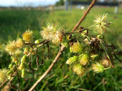 Kanadisches Berufkraut (Erigeron canadensis) in Hockenheim