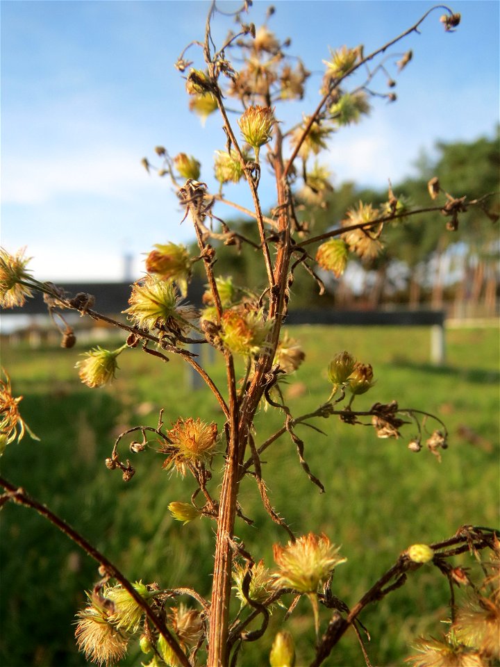 Kanadisches Berufkraut (Erigeron canadensis) in Hockenheim