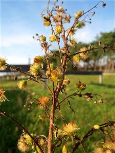 Kanadisches Berufkraut (Erigeron canadensis) in Hockenheim