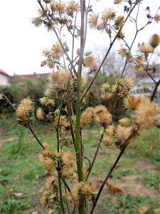 Kanadisches Berufkraut (Erigeron canadensis) auf einer Ruderalfläche an der Berlinallee in Hockenheim
