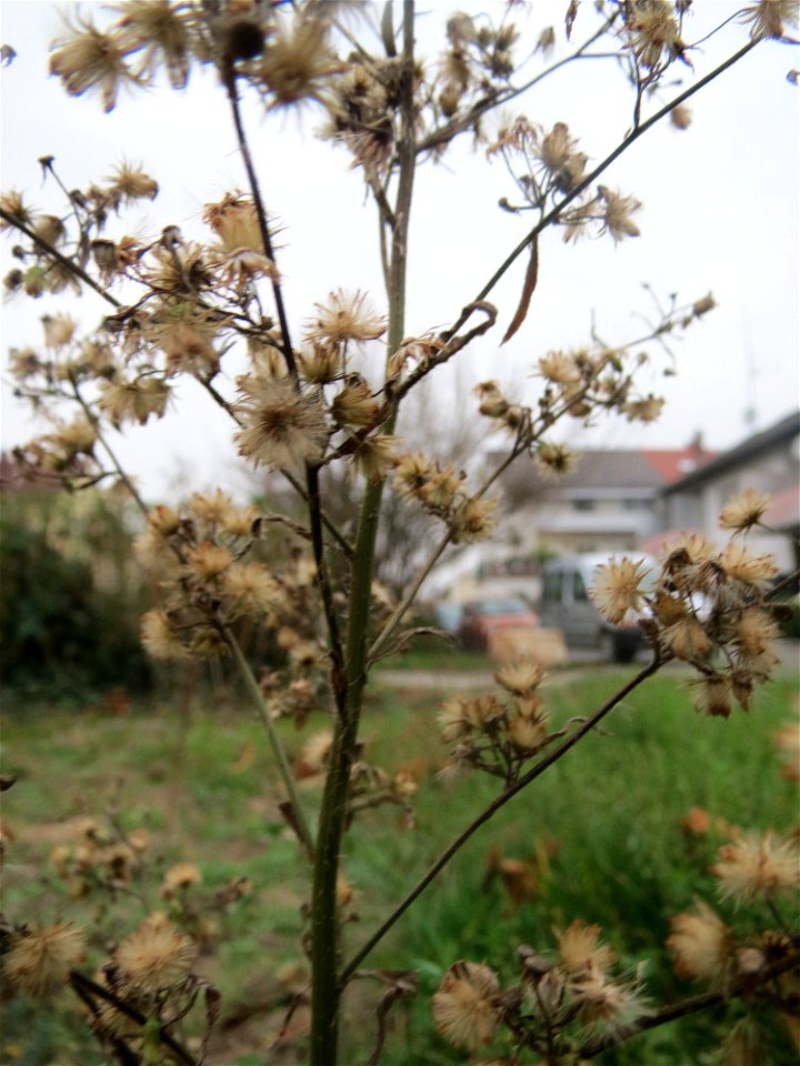 Kanadisches Berufkraut (Erigeron canadensis) auf einer Ruderalfläche an der Berlinallee in Hockenheim