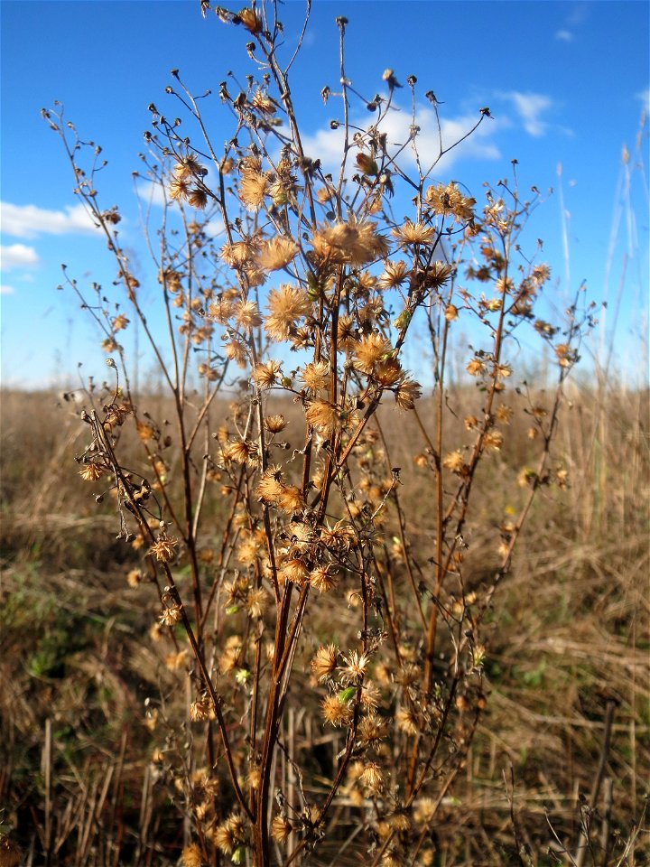 Kanadisches Berufkraut (Conyza canadensis) auf einem kleinen Sandtrockenrasen-Biotop bei Neulußheim (Gemarkung Altlußheim)