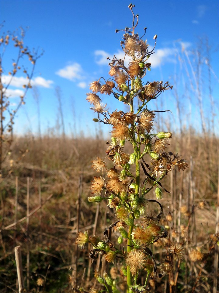 Kanadisches Berufkraut (Conyza canadensis) auf einem kleinen Sandtrockenrasen-Biotop bei Neulußheim (Gemarkung Altlußheim)