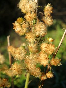 Kanadisches Berufkraut (Erigeron canadensis) in Hockenheim - invasiv am Ackerrand