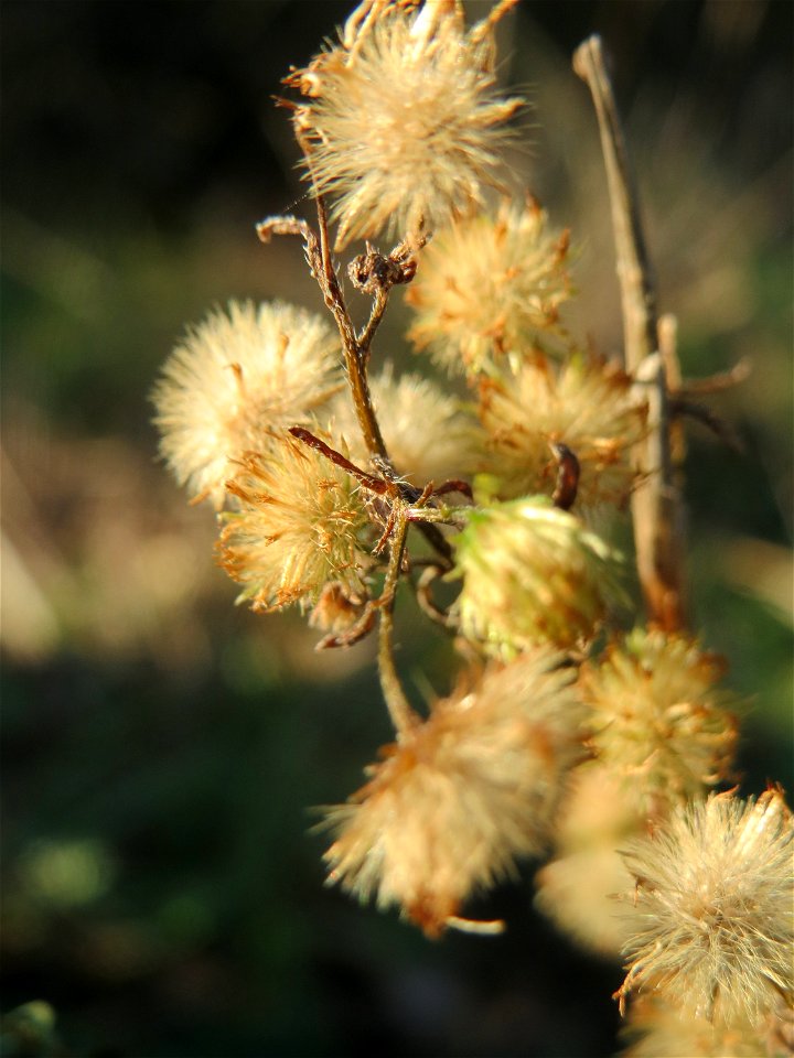 Kanadisches Berufkraut (Erigeron canadensis) in Hockenheim - invasiv am Ackerrand
