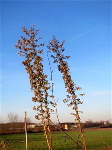 Kanadisches Berufkraut (Erigeron canadensis) bei Reilingen