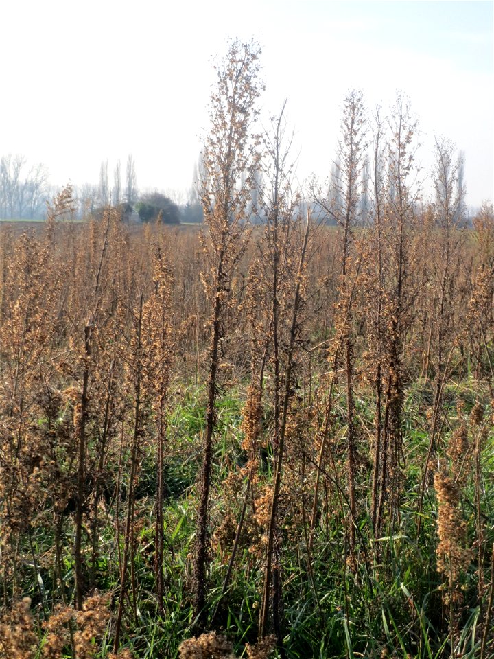 Typische Feldrandvegetation im Dezember: Kanadisches Berufkraut (Erigeron canadensis) bei Hockenheim - es bildet oft kleine "Wäldchen"
