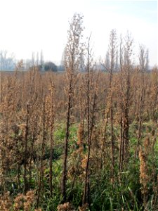 Typische Feldrandvegetation im Dezember: Kanadisches Berufkraut (Erigeron canadensis) bei Hockenheim - es bildet oft kleine "Wäldchen"