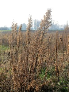 Typische Feldrandvegetation im Dezember: Kanadisches Berufkraut (Erigeron canadensis) bei Hockenheim - es bildet oft kleine "Wäldchen"