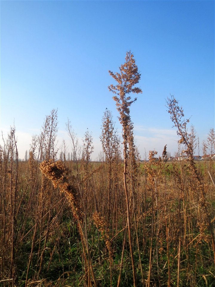 Typische Feldrandvegetation im Dezember: Kanadisches Berufkraut (Erigeron canadensis) bei Hockenheim - es bildet oft kleine "Wäldchen"