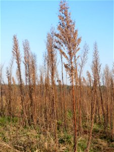 Typische Feldrandvegetation im Dezember: Kanadisches Berufkraut (Erigeron canadensis) bei Hockenheim - es bildet oft kleine "Wäldchen"