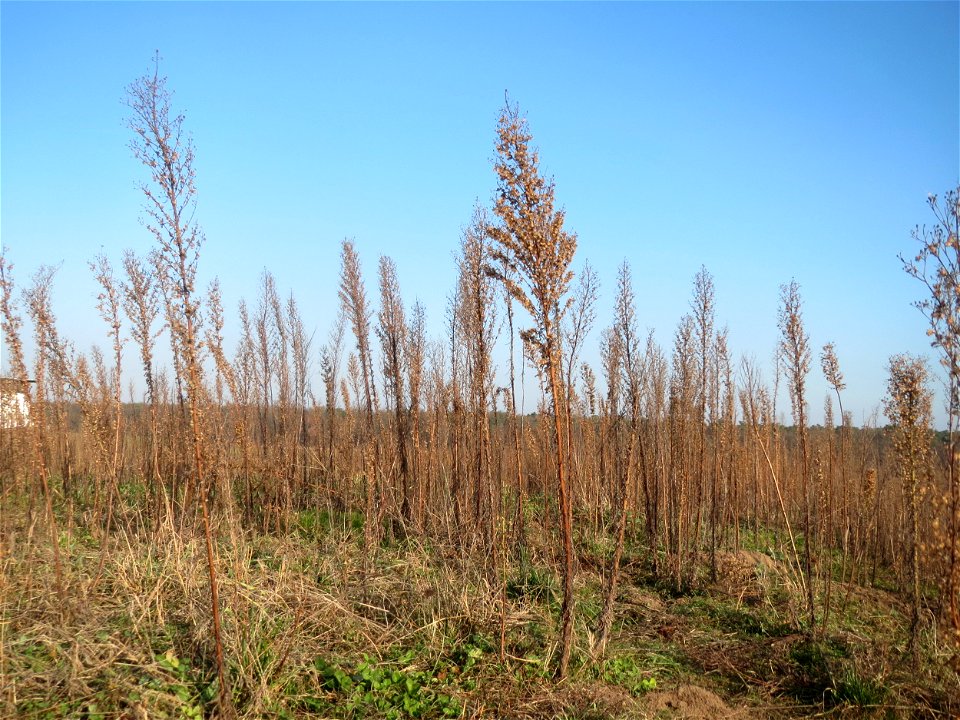 Typische Feldrandvegetation im Dezember: Kanadisches Berufkraut (Erigeron canadensis) bei Hockenheim - es bildet oft kleine "Wäldchen"
