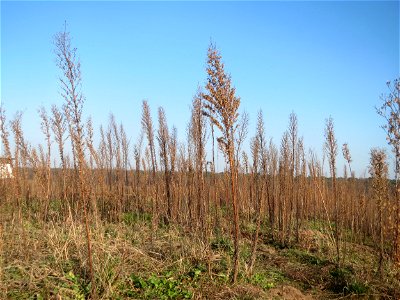 Typische Feldrandvegetation im Dezember: Kanadisches Berufkraut (Erigeron canadensis) bei Hockenheim - es bildet oft kleine "Wäldchen"