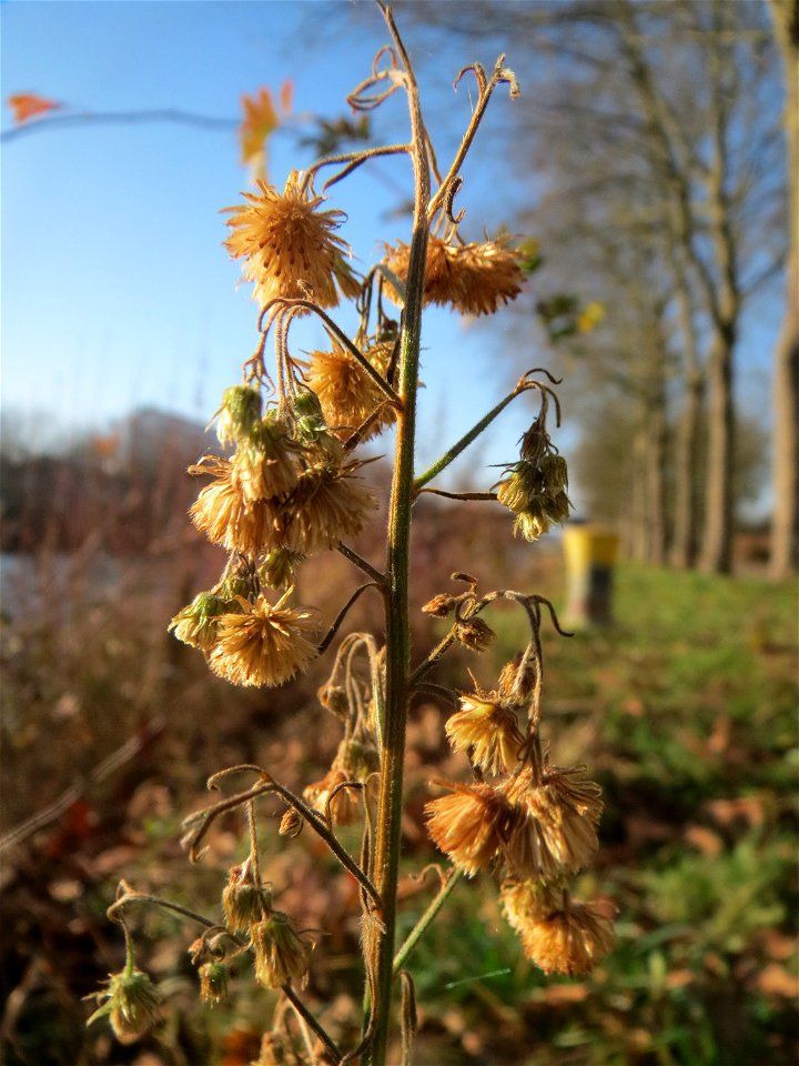 Kanadisches Berufkraut (Erigeron canadensis) an der Saar in Saarbrücken