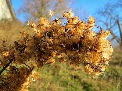 Kanadisches Berufkraut (Erigeron canadensis) an der A61 bei Hockenheim