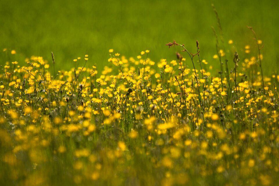 Field meadow hahnenfußgewächs