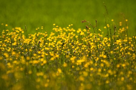 Field meadow hahnenfußgewächs