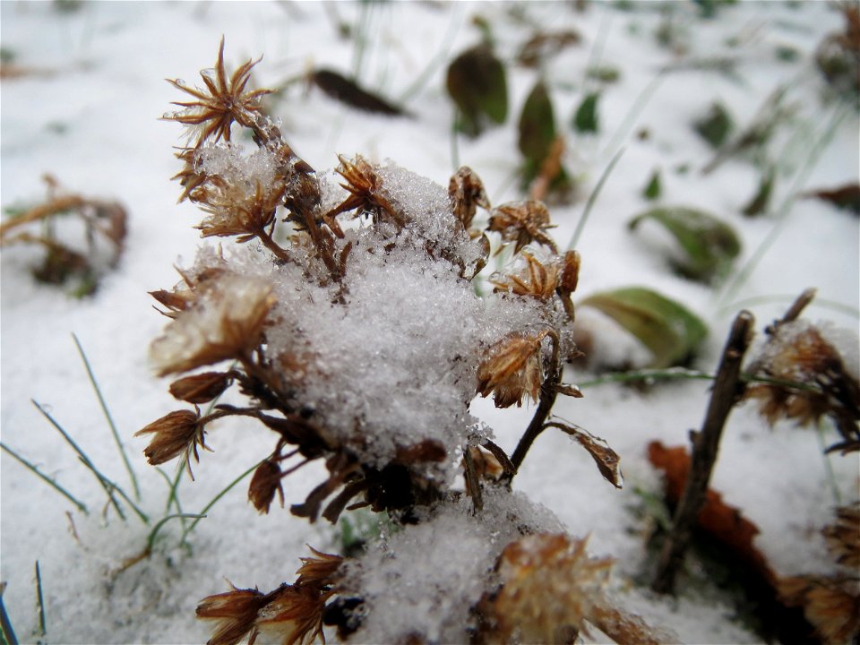 Kanadisches Berufkraut (Erigeron canadensis) in Hockenheim