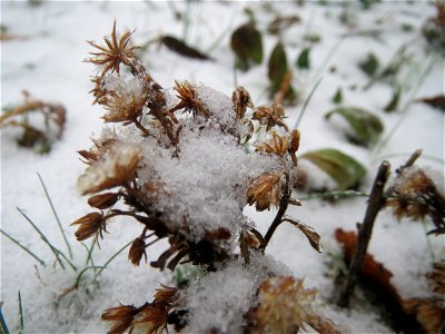 Kanadisches Berufkraut (Erigeron canadensis) in Hockenheim