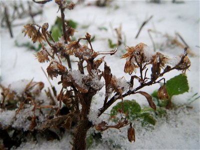 Kanadisches Berufkraut (Erigeron canadensis) in Hockenheim