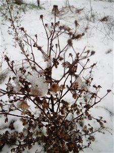 Mumienbotanik: Kanadisches Berufkraut (Erigeron canadensis) im Schnee auf einer Ruderalfläche an der Berlinallee in Hockenheim