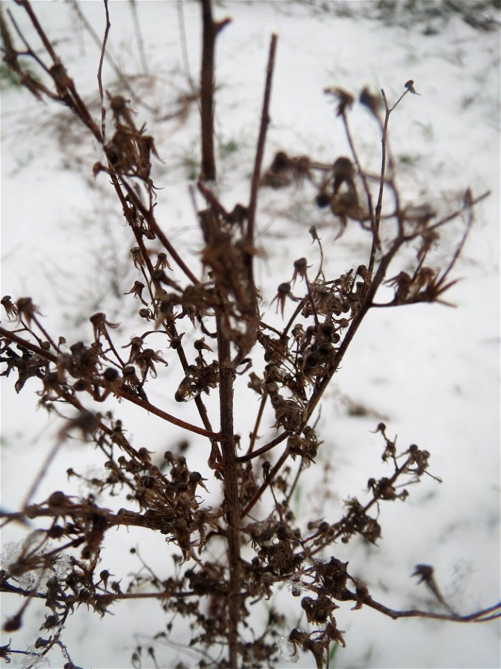 Mumienbotanik: Kanadisches Berufkraut (Erigeron canadensis) im Schnee auf einer Ruderalfläche an der Berlinallee in Hockenheim