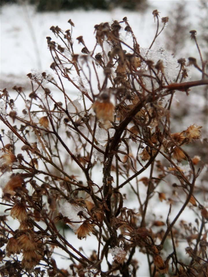 Mumienbotanik: Kanadisches Berufkraut (Erigeron canadensis) im Schnee auf einer Ruderalfläche an der Berlinallee in Hockenheim