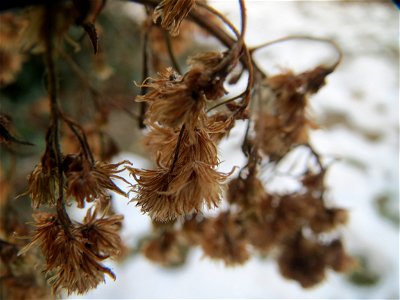 Mumienbotanik: Kanadisches Berufkraut (Erigeron canadensis) auf einer Ruderalfläche an der Berlinallee in Hockenheim