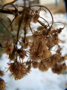 Mumienbotanik: Kanadisches Berufkraut (Erigeron canadensis) auf einer Ruderalfläche an der Berlinallee in Hockenheim
