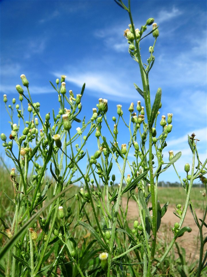 Kanadisches Berufkraut (Erigeron canadensis) auf einer Brachfläche zum Schutz der Haubenlerche beim Dänischen Lager bei Hockenheim