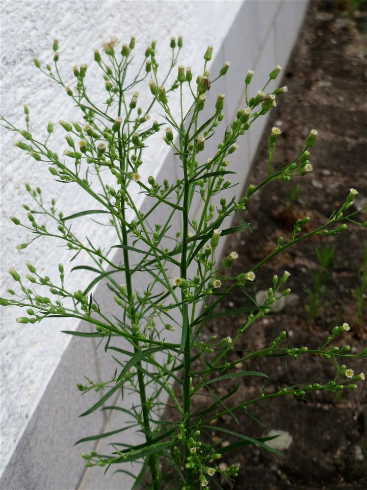Ritzenbotanik Kanadisches Berufkraut (Erigeron canadensis) in Hockenheim