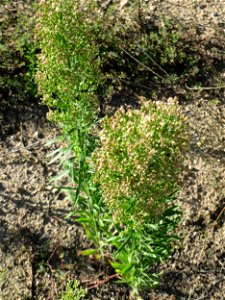 Kanadisches Berufkraut (Erigeron canadensis) auf einer Brachfläche am Messplatz in Hockenheim