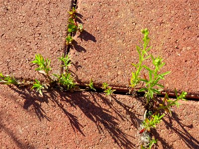 minimalistische Ritzenbotanik: Kanadisches Berufkraut (Erigeron canadensis) auf Pflastersteinen am Messplatz in Hockenheim