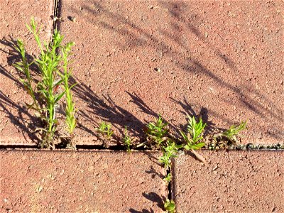 minimalistische Ritzenbotanik: Kanadisches Berufkraut (Erigeron canadensis) auf Pflastersteinen am Messplatz in Hockenheim