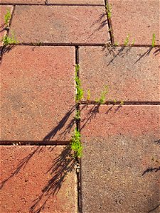 minimalistische Ritzenbotanik: Kanadisches Berufkraut (Erigeron canadensis) auf Pflastersteinen am Messplatz in Hockenheim