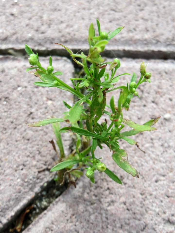Ritzenbotanik: Kanadisches Berufkraut (Erigeron canadensis) auf Pflastersteinen in Hockenheim