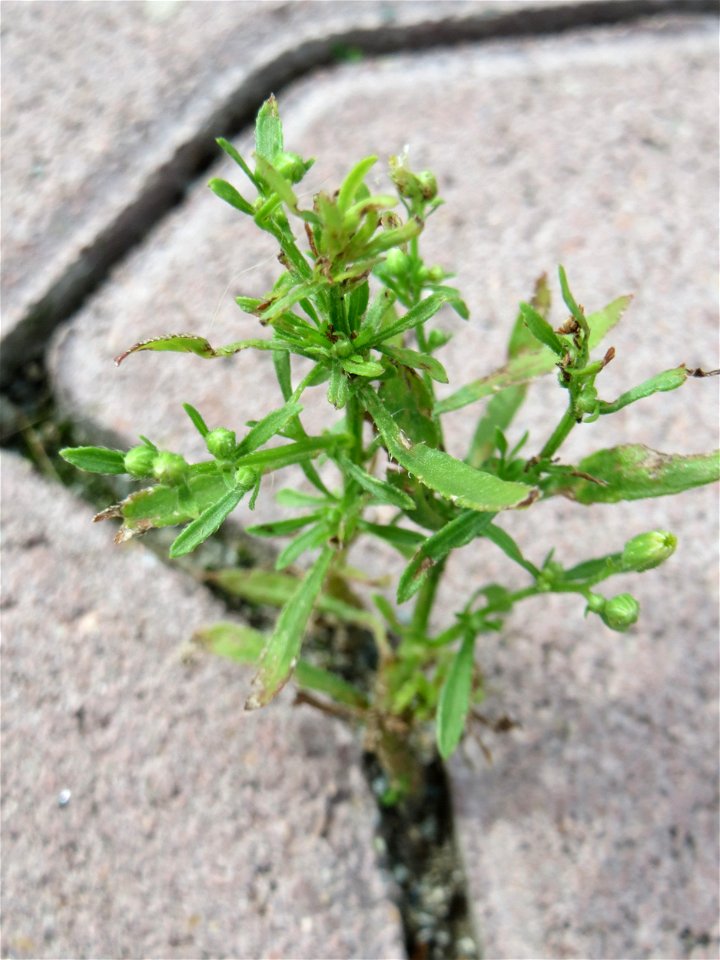 Ritzenbotanik: Noch ganz kleines Kanadisches Berufkraut (Erigeron canadensis) auf Pflastersteinen in Hockenheim