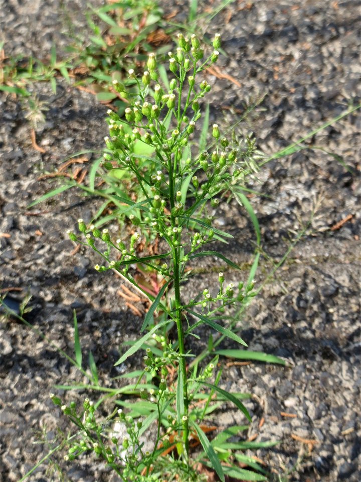 Ritzenbotanik: Kanadisches Berufkraut (Erigeron canadensis) auf Pflastersteinen in Hockenheim