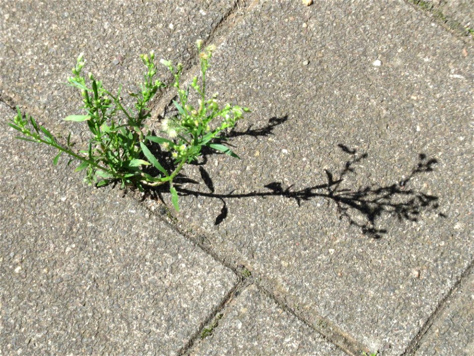 Ritzenbotanik: Kanadisches Berufkraut (Erigeron canadensis) auf Straßenpflaster in Saarbrücken