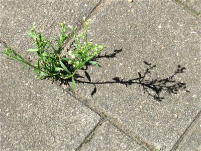 Ritzenbotanik: Kanadisches Berufkraut (Erigeron canadensis) auf Straßenpflaster in Saarbrücken